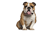 Housetraining Your English Bulldog: Tips for Success