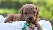 Nutrition And Feeding Tips For Miniature Goldendoodle Puppies: Choosing The Right Diet