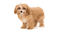 Grooming Your Miniature Maltipoo Puppy at Home: Expert Tips and Tricks