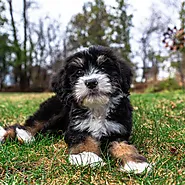 Miniature Bernedoodle Puppies for Sale | Happytail Puppies