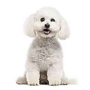 Bichon Frise Puppies for Sale | Happytail Puppies