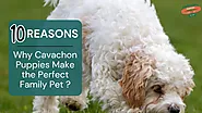 10 Reasons Why Cavachon Puppies Make The Perfect Family Pet