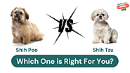 Shih Tzu vs Shih Poo: Which Breed is Right For You