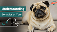 Understanding The Behavior of Your Pug: What Is It Trying to Tell You?