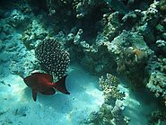 Discover the intricate patterns and lively hues of the coral gardens in the Maldives, where every dive is a new maste...