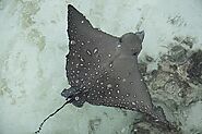 Encountering the serene ballet of manta rays in the crystal-clear waters of the Maldives. A dance worth diving for!