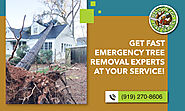 Get Rid of Trees Fast with Our Affordable Removal Service