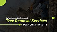 Why Choose Professional Tree Removal Services for Your Property