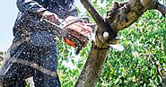 Emergency Tree Removal: What Individuals Need to Know