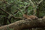 Wilpattu National Park