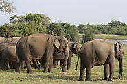 Wasgamuwa National Park