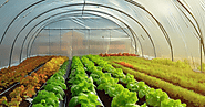 Greenhouse Film: The Versatile Choice for Modern Horticulture