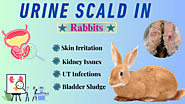 Urine Scald in Rabbits: Causes, Symptoms, Treatment, & Prevention