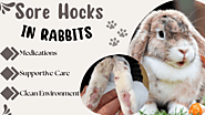 Sore Hocks in Rabbits: Causes, Symptoms, Treatment, & Prevention