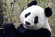 All kinds of pandas are endangered due to their lack of population.