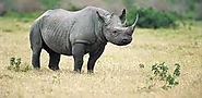 The Black Rhino is on the brig of extinction.