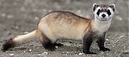 The Black-footed Ferret
