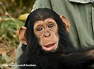 The Chimpanzee