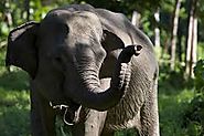The Sumatran Elephant