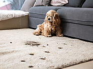 Ultimate Guide to Carpet Cleaning for Pet Owners in McKinney