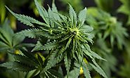 Best Indica Bud - Weed Strain - Buy Indica Online -Togo Weed