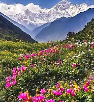 Valley of Flowers Tour Packages