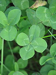 Find a four leaved clover