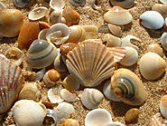 Collect seashells
