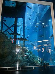 See sharks at the Dubai Aquarium & Underwater Zoo