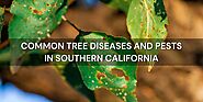 Common Tree Diseases and Pests in Southern California