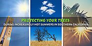 Protecting Your Trees During Hot Summers in Southern California