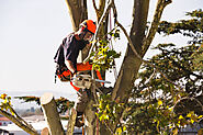 When to Trim Your Trees