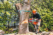 Tree Trimming Tips from Christchurch Experts