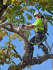 DIY vs. Professional Tree Trimming Services in Christchurch