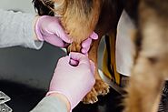 The Role of Pet Vaccinations in Preventing Diseases | Pearltrees