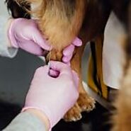 The Role of Pet Vaccinations in Preventing Diseases