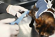 Common Pet Surgeries: What Every Pet Owner Should Know – @brunswickanimalhospitalnormal on Tumblr