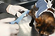 Common Pet Surgeries: What Every Pet Owner Should Know | Pearltrees