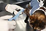 Common Pet Surgeries: What Every Pet Owner Should Know | by Brunswickanimalhospital | Jul, 2024 | Medium