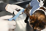 Common Pet Surgeries: What Every Pet Owner Should Know : brunswickahil — LiveJournal