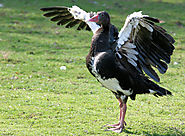 8.Spur winged goose