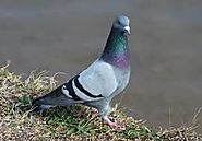 9. Homing Pigeon