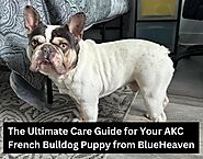 The Ultimate Care Guide for Your AKC French Bulldog Puppy from BlueHeaven