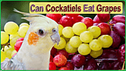 Can Cockatiels Eat Grapes? Safe Snack or Risky Treat - Parrot Expert