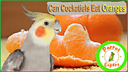 Can Cockatiels Eat Oranges (Peels + Seeds)? Expert Insights