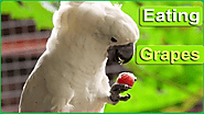 Can Cockatoos Eat Grapes? What You Need to Know - Parrot Expert