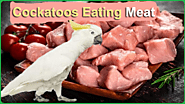 Can Cockatoos Eat Meat? Role of Meat in Their Diet - Parrot Expert