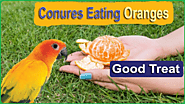 Can Conures Eat Oranges (Peels + Seeds)? The Do's and Don'ts