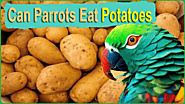 Can Parrots Eat Potatoes? Cooked, Raw, Mashed, & Fried - Parrot Expert