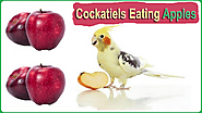 Can Cockatiels Eat Apples? Benefits, Risks, and Feeding Tips - Parrot Expert